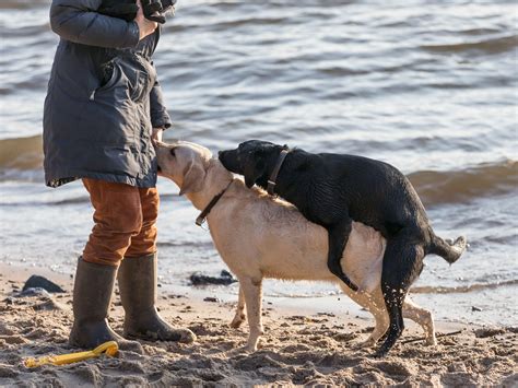 ficken hund|Sex mit dem Hund ist trotz Verboten häufiger als vermutet